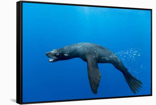 Underwater Sea Lion, Diego Ramirez Island, Chile-Paul Souders-Framed Stretched Canvas