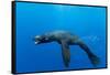 Underwater Sea Lion, Diego Ramirez Island, Chile-Paul Souders-Framed Stretched Canvas