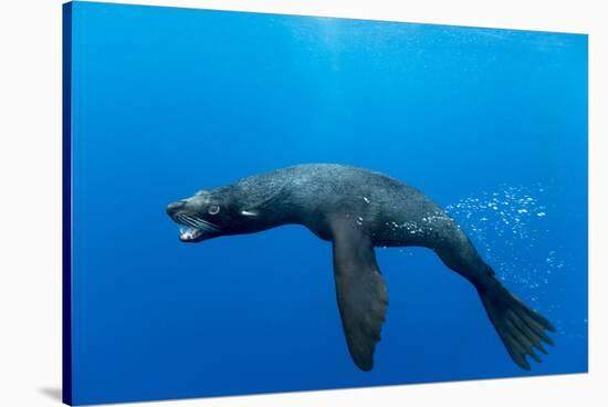 Underwater Sea Lion, Diego Ramirez Island, Chile-Paul Souders-Stretched Canvas