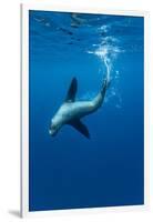 Underwater Sea Lion, Diego Ramirez Island, Chile-Paul Souders-Framed Photographic Print