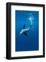 Underwater Sea Lion, Diego Ramirez Island, Chile-Paul Souders-Framed Photographic Print