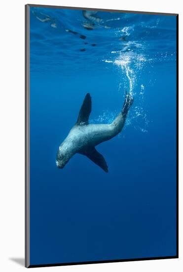 Underwater Sea Lion, Diego Ramirez Island, Chile-Paul Souders-Mounted Photographic Print