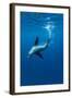 Underwater Sea Lion, Diego Ramirez Island, Chile-Paul Souders-Framed Photographic Print