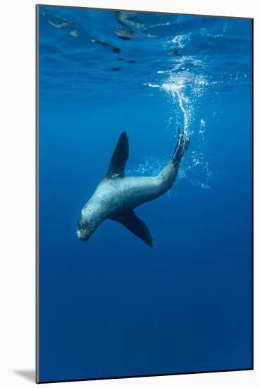 Underwater Sea Lion, Diego Ramirez Island, Chile-Paul Souders-Mounted Photographic Print