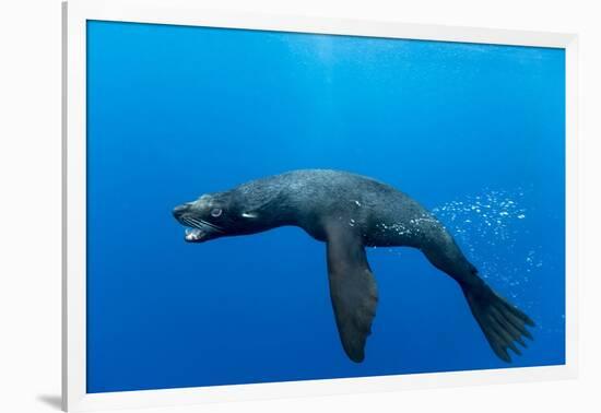 Underwater Sea Lion, Diego Ramirez Island, Chile-Paul Souders-Framed Photographic Print