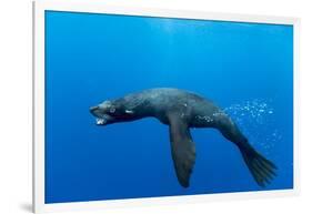 Underwater Sea Lion, Diego Ramirez Island, Chile-Paul Souders-Framed Photographic Print