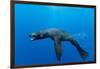 Underwater Sea Lion, Diego Ramirez Island, Chile-Paul Souders-Framed Photographic Print