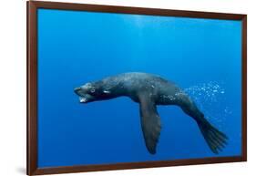 Underwater Sea Lion, Diego Ramirez Island, Chile-Paul Souders-Framed Photographic Print