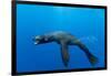 Underwater Sea Lion, Diego Ramirez Island, Chile-Paul Souders-Framed Photographic Print