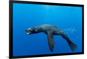 Underwater Sea Lion, Diego Ramirez Island, Chile-Paul Souders-Framed Photographic Print