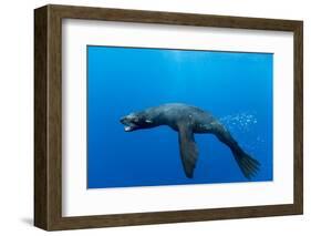 Underwater Sea Lion, Diego Ramirez Island, Chile-Paul Souders-Framed Photographic Print