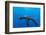 Underwater Sea Lion, Diego Ramirez Island, Chile-Paul Souders-Framed Photographic Print