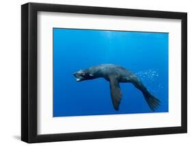Underwater Sea Lion, Diego Ramirez Island, Chile-Paul Souders-Framed Photographic Print