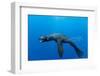 Underwater Sea Lion, Diego Ramirez Island, Chile-Paul Souders-Framed Photographic Print