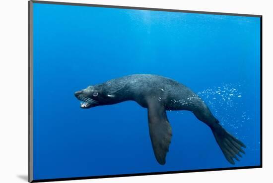 Underwater Sea Lion, Diego Ramirez Island, Chile-Paul Souders-Mounted Photographic Print