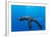 Underwater Sea Lion, Diego Ramirez Island, Chile-Paul Souders-Framed Photographic Print