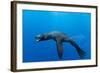 Underwater Sea Lion, Diego Ramirez Island, Chile-Paul Souders-Framed Photographic Print