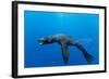 Underwater Sea Lion, Diego Ramirez Island, Chile-Paul Souders-Framed Photographic Print