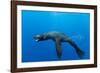 Underwater Sea Lion, Diego Ramirez Island, Chile-Paul Souders-Framed Photographic Print