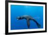 Underwater Sea Lion, Diego Ramirez Island, Chile-Paul Souders-Framed Photographic Print