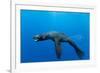 Underwater Sea Lion, Diego Ramirez Island, Chile-Paul Souders-Framed Photographic Print