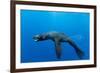 Underwater Sea Lion, Diego Ramirez Island, Chile-Paul Souders-Framed Photographic Print