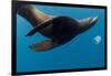 Underwater Sea Lion, Diego Ramirez Island, Chile-null-Framed Photographic Print