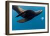 Underwater Sea Lion, Diego Ramirez Island, Chile-null-Framed Photographic Print