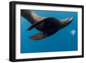 Underwater Sea Lion, Diego Ramirez Island, Chile-null-Framed Photographic Print