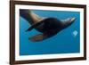 Underwater Sea Lion, Diego Ramirez Island, Chile-null-Framed Photographic Print