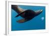 Underwater Sea Lion, Diego Ramirez Island, Chile-null-Framed Photographic Print