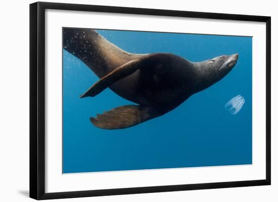 Underwater Sea Lion, Diego Ramirez Island, Chile-null-Framed Photographic Print