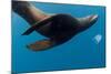 Underwater Sea Lion, Diego Ramirez Island, Chile-null-Mounted Photographic Print