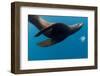 Underwater Sea Lion, Diego Ramirez Island, Chile-null-Framed Photographic Print