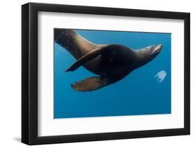 Underwater Sea Lion, Diego Ramirez Island, Chile-null-Framed Photographic Print