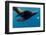 Underwater Sea Lion, Diego Ramirez Island, Chile-null-Framed Photographic Print