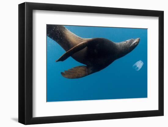 Underwater Sea Lion, Diego Ramirez Island, Chile-null-Framed Photographic Print