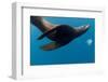 Underwater Sea Lion, Diego Ramirez Island, Chile-null-Framed Photographic Print