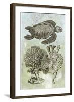 Underwater Sea Turtle I-Vision Studio-Framed Premium Giclee Print