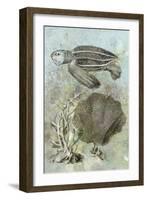 Underwater Sea Turtle II-Vision Studio-Framed Art Print