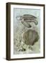 Underwater Sea Turtle II-Vision Studio-Framed Art Print