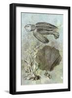 Underwater Sea Turtle II-Vision Studio-Framed Art Print