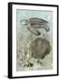 Underwater Sea Turtle II-Vision Studio-Framed Art Print