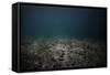 Underwater Shoot of a Dead Sea Bottom with Remains of Coral Reef-Dudarev Mikhail-Framed Stretched Canvas