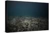 Underwater Shoot of a Dead Sea Bottom with Remains of Coral Reef-Dudarev Mikhail-Stretched Canvas