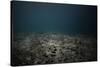 Underwater Shoot of a Dead Sea Bottom with Remains of Coral Reef-Dudarev Mikhail-Stretched Canvas