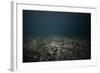 Underwater Shoot of a Dead Sea Bottom with Remains of Coral Reef-Dudarev Mikhail-Framed Photographic Print