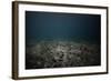 Underwater Shoot of a Dead Sea Bottom with Remains of Coral Reef-Dudarev Mikhail-Framed Photographic Print