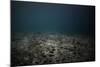 Underwater Shoot of a Dead Sea Bottom with Remains of Coral Reef-Dudarev Mikhail-Mounted Photographic Print