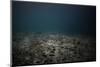 Underwater Shoot of a Dead Sea Bottom with Remains of Coral Reef-Dudarev Mikhail-Mounted Photographic Print